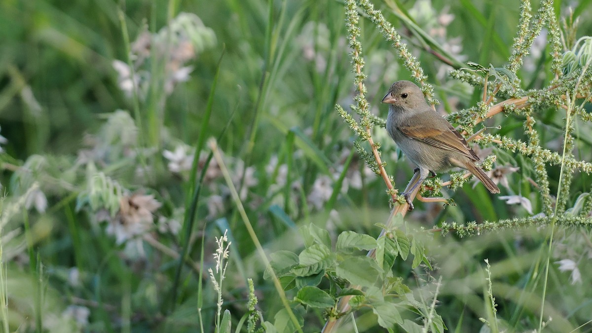 バルバドスアカウソ - ML645589488