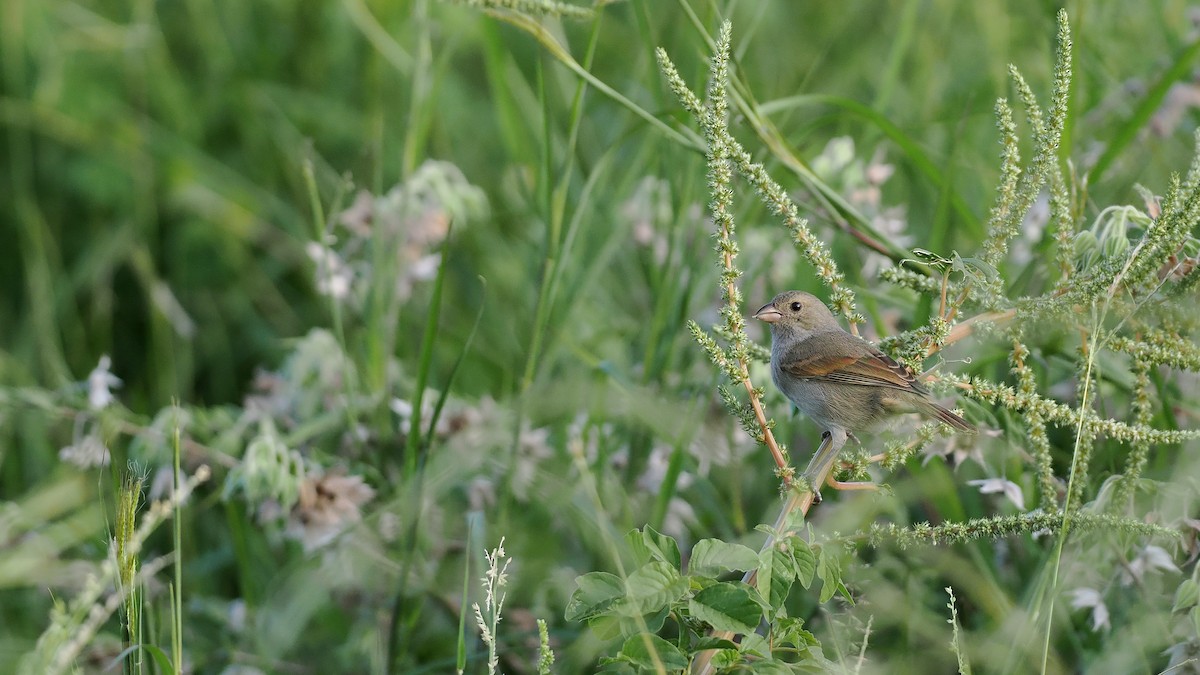バルバドスアカウソ - ML645589490