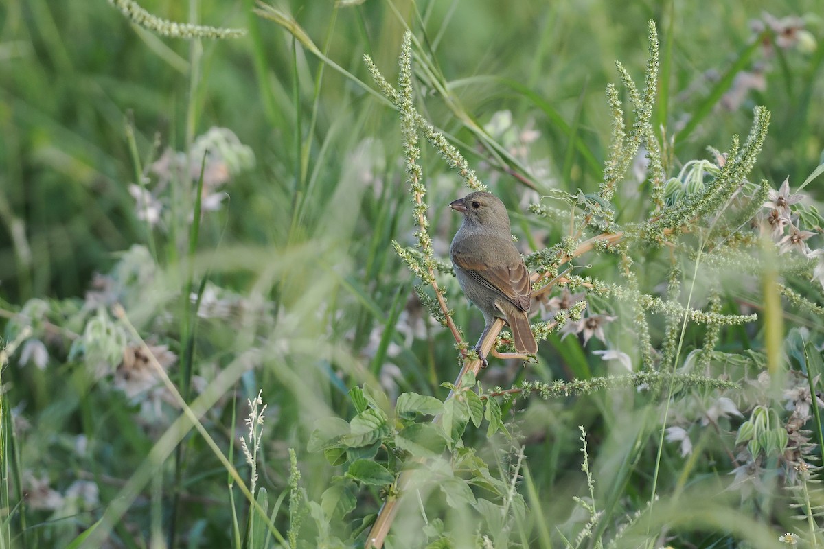 バルバドスアカウソ - ML645589491