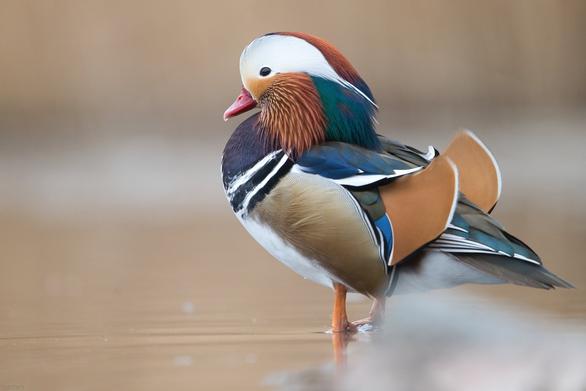 Mandarin Duck - ML645589497