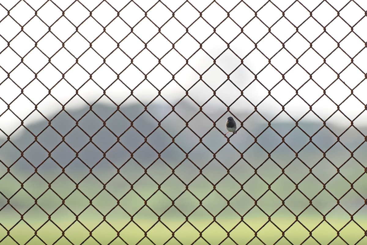 Black-faced Grassquit - ML645589513