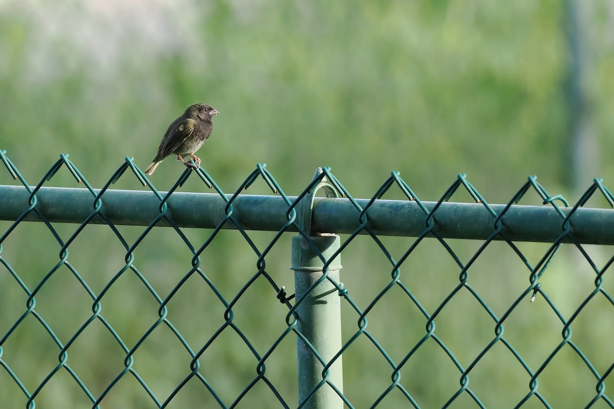 Black-faced Grassquit - ML645589514