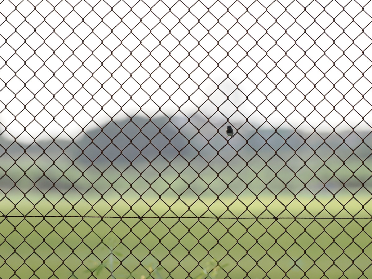 Black-faced Grassquit - ML645589515