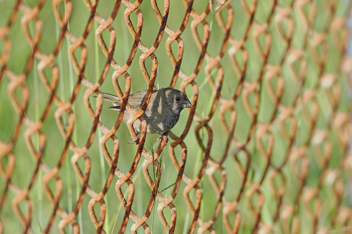 Black-faced Grassquit - ML645589516