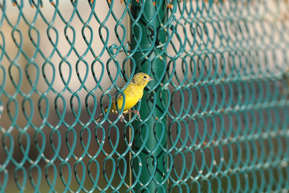 Grassland Yellow-Finch - ML645589520