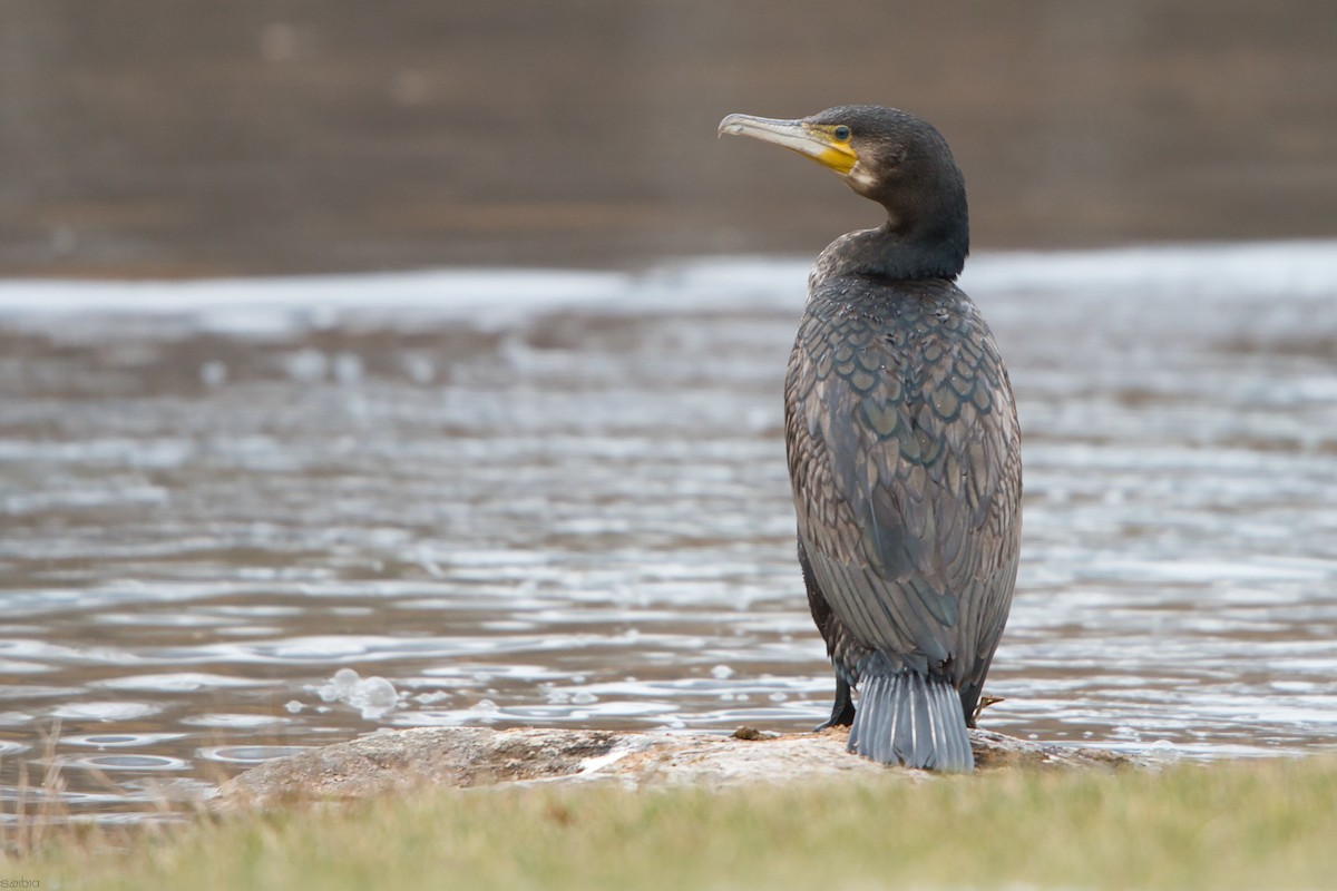 storskarv - ML645589521