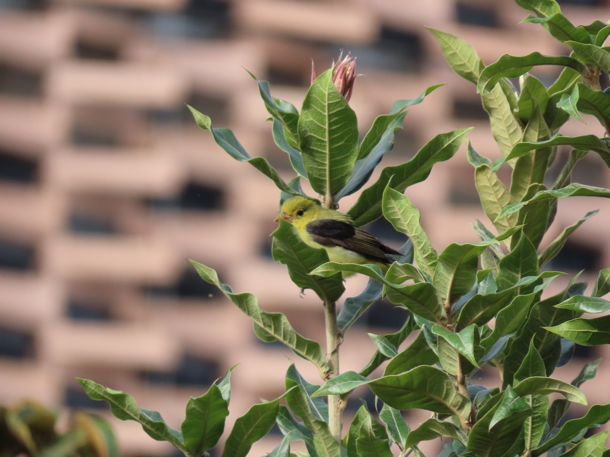 Scarlet Tanager - ML645589528