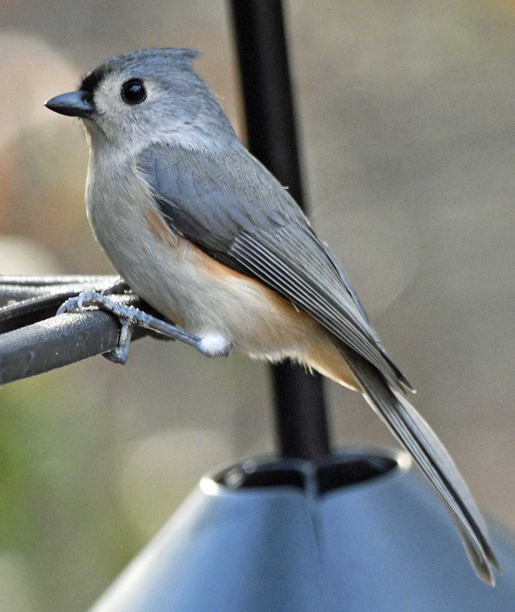 Tufted Titmouse - ML645589529