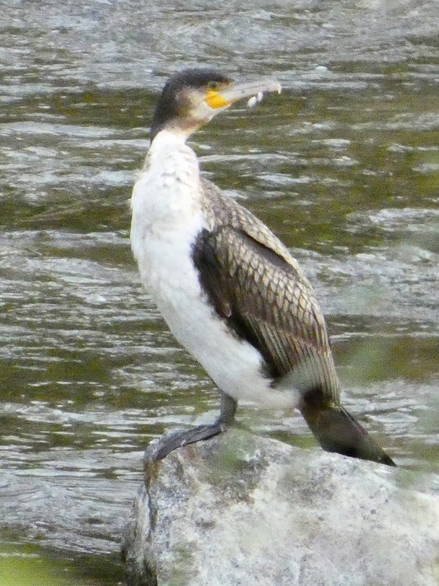 storskarv - ML645589531