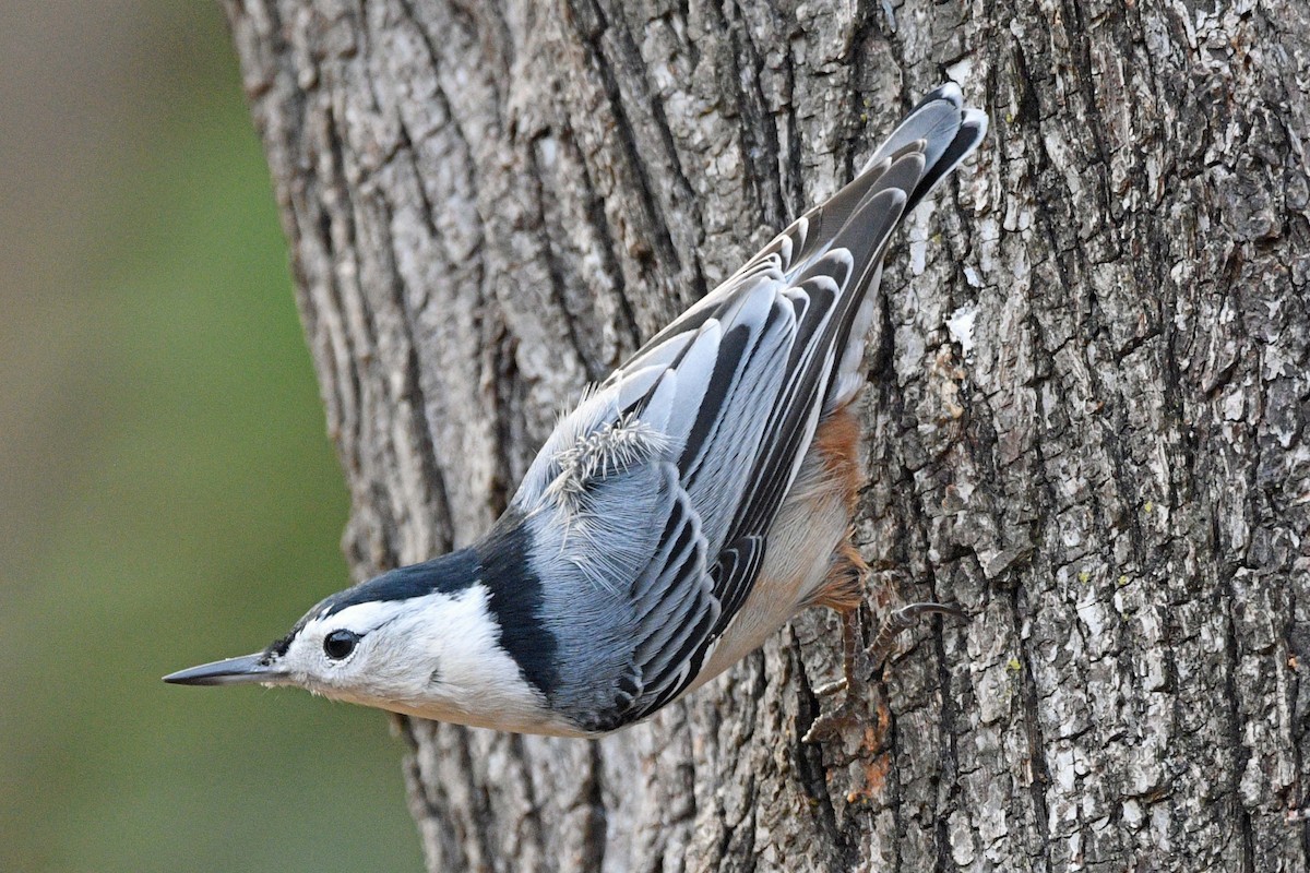 White-breasted Nuthatch - ML645589536