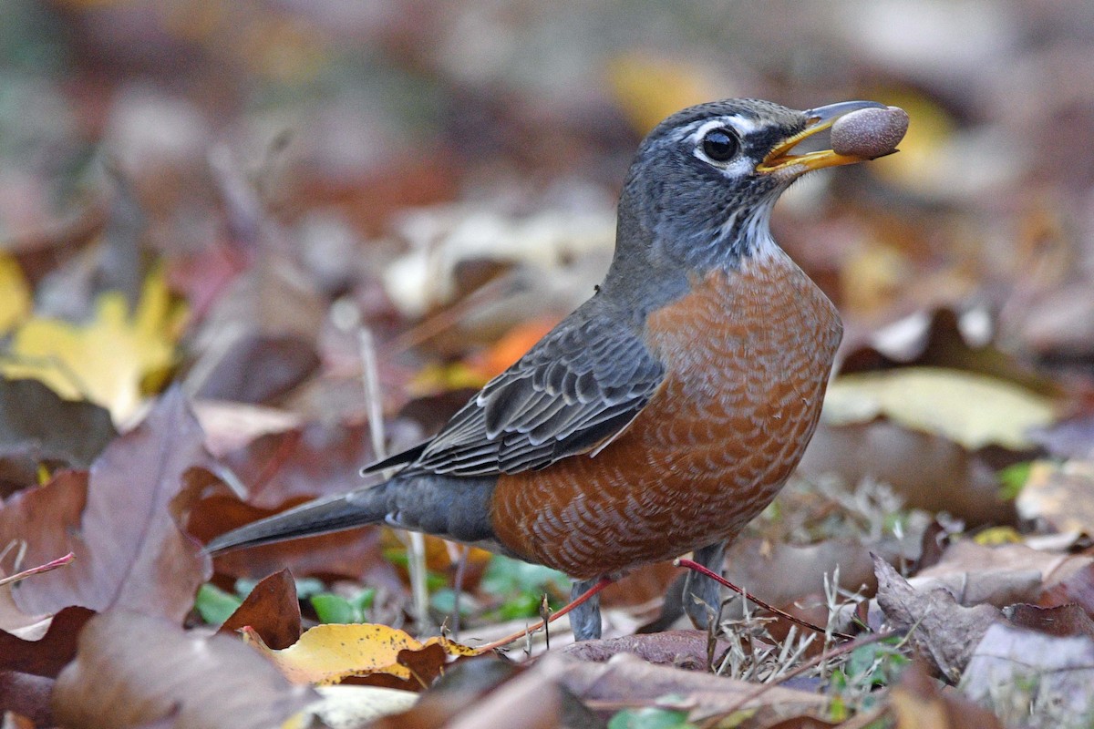 Странствующий дрозд - ML645589537