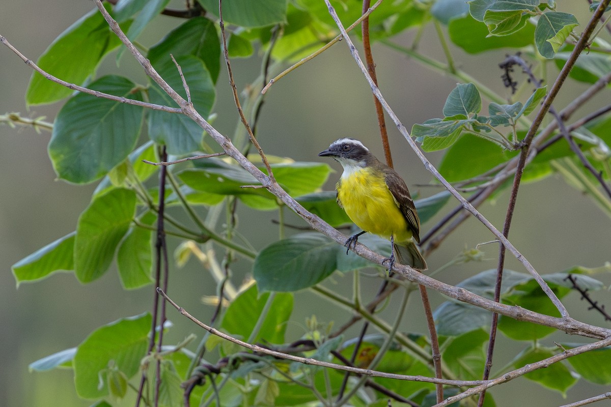 Sosyal Tiran - ML645589538