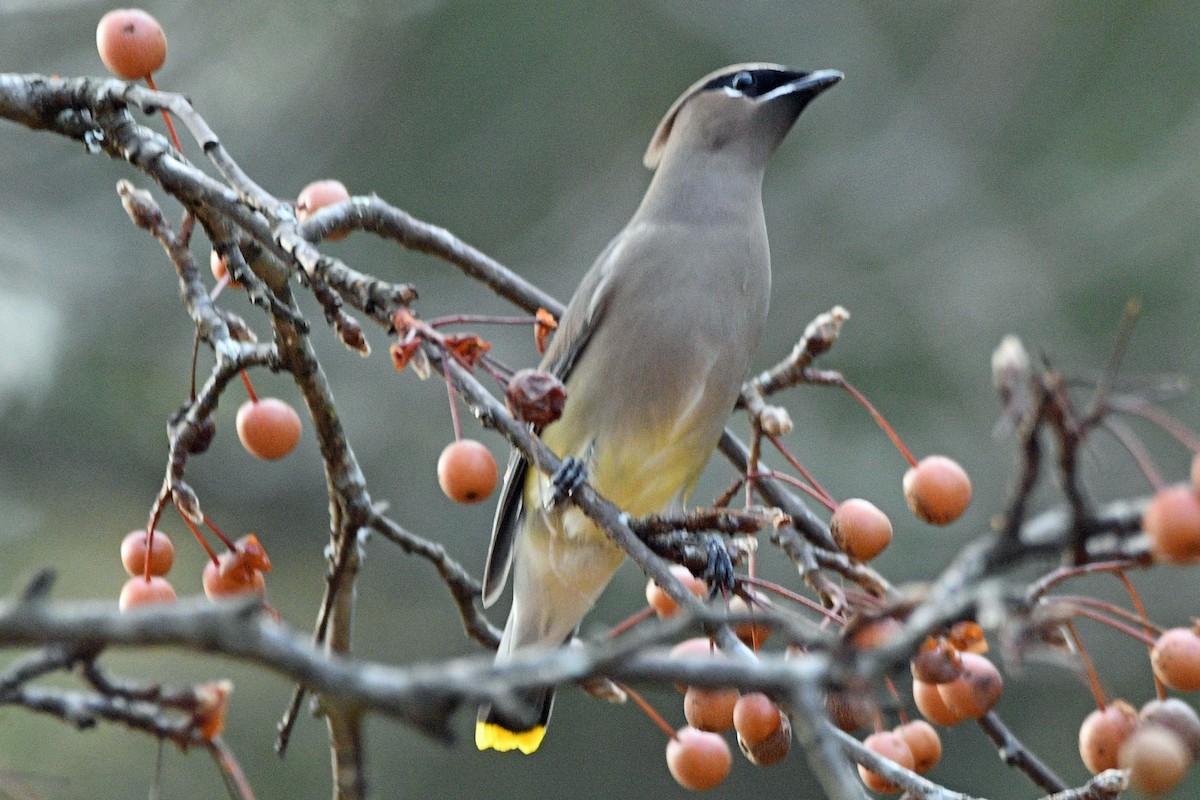 Cedar Waxwing - ML645589546