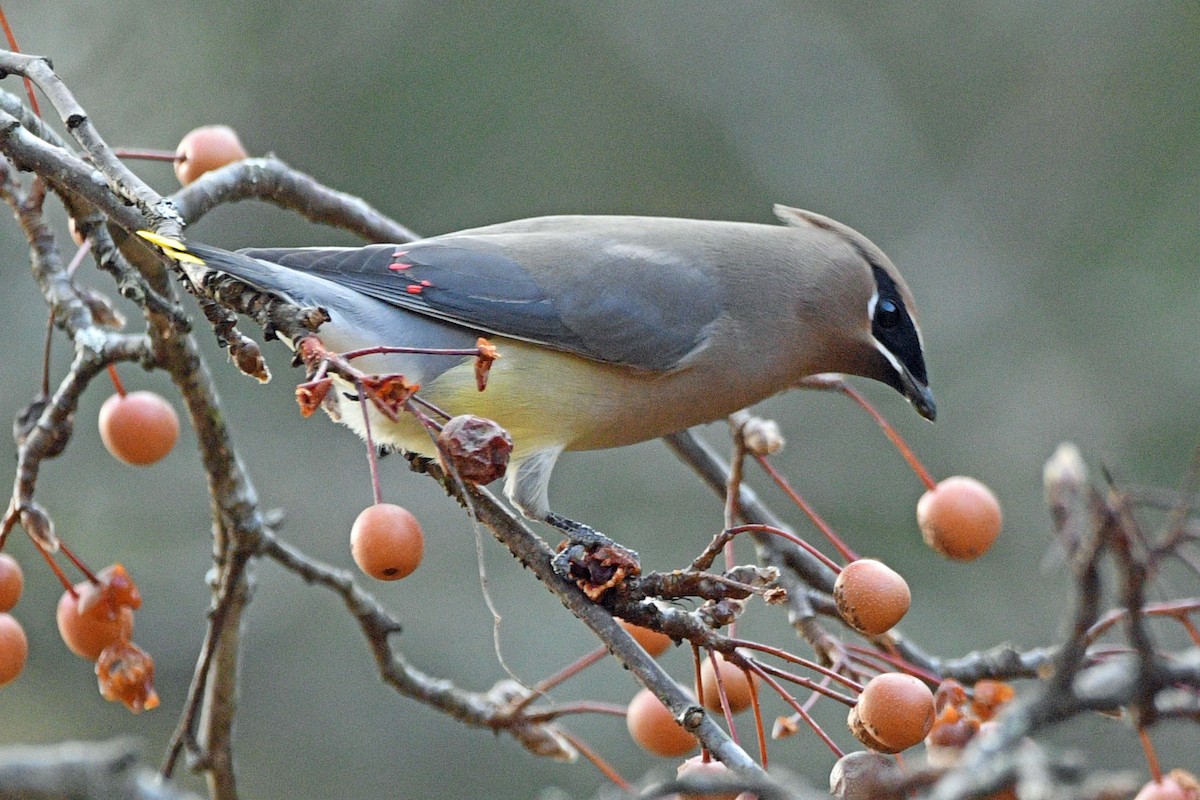 Cedar Waxwing - ML645589547