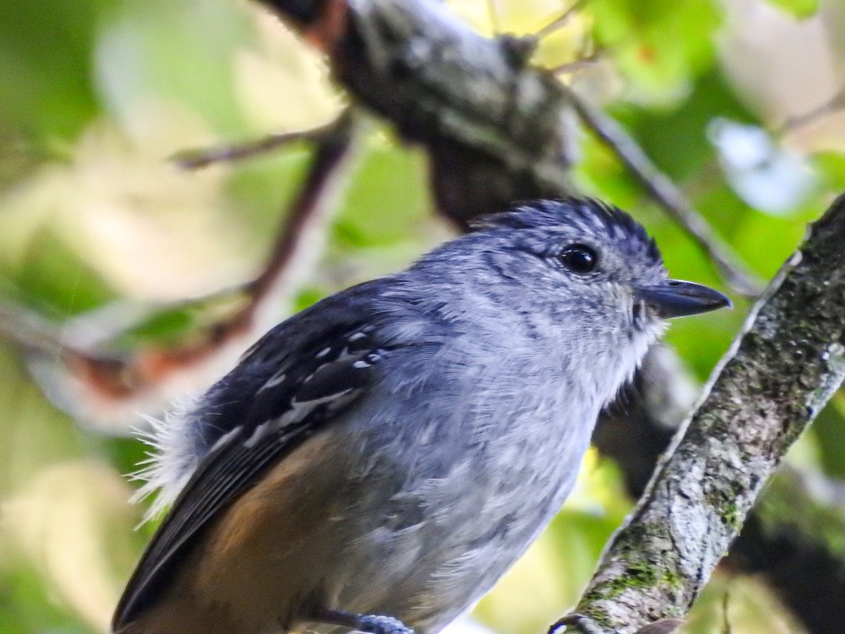 カワリアリモズ - ML645589550