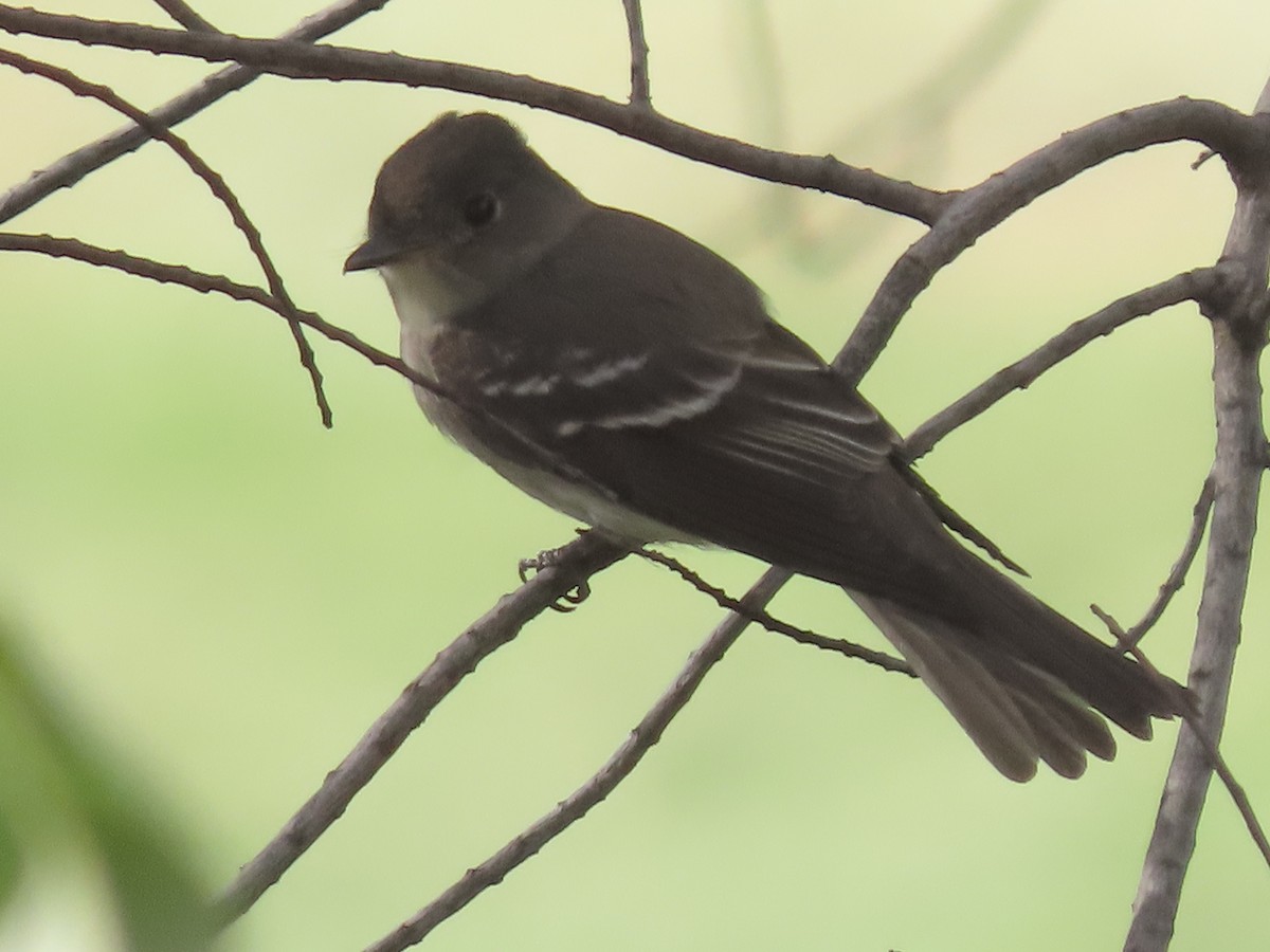 モリタイランチョウ - ML645589551