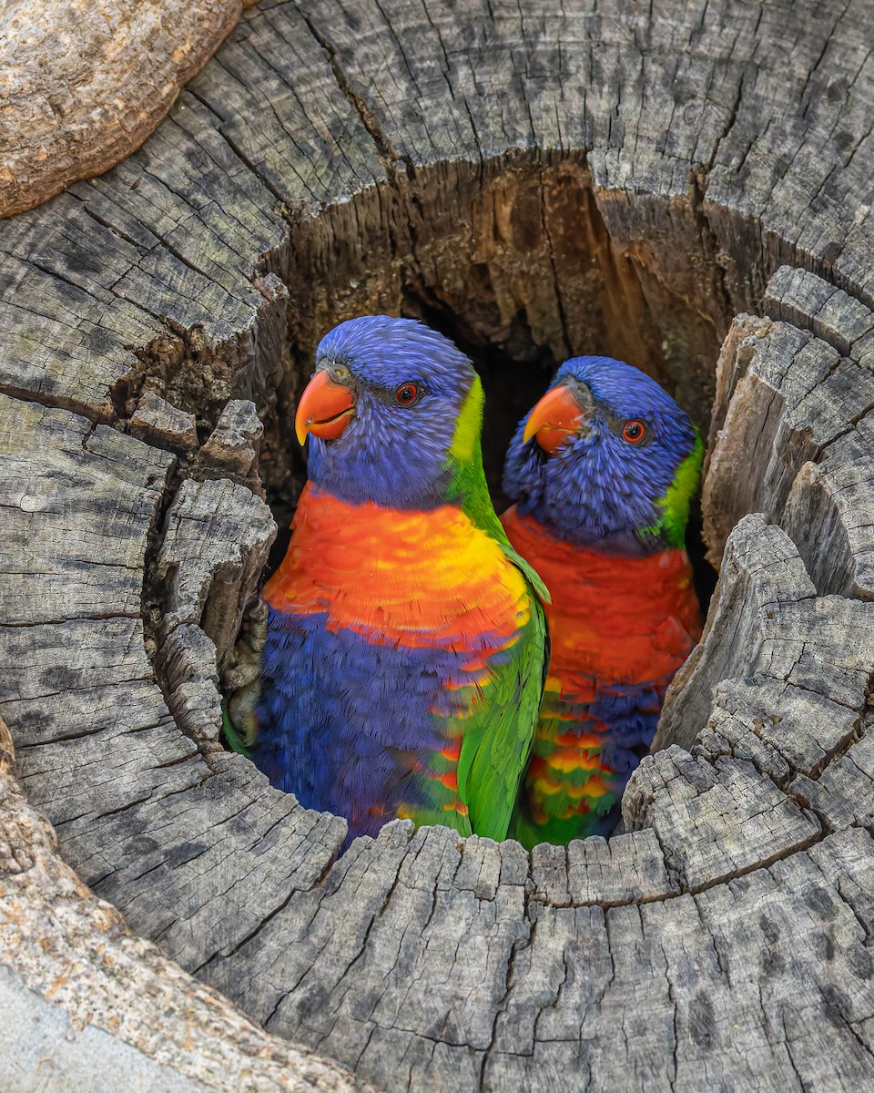 オーストラリアゴシキセイガイインコ - ML645589552