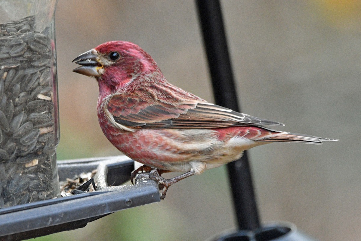 ムラサキマシコ - ML645589553