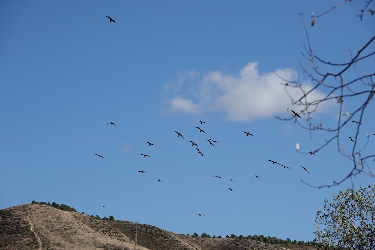 カワウ - ML645589554