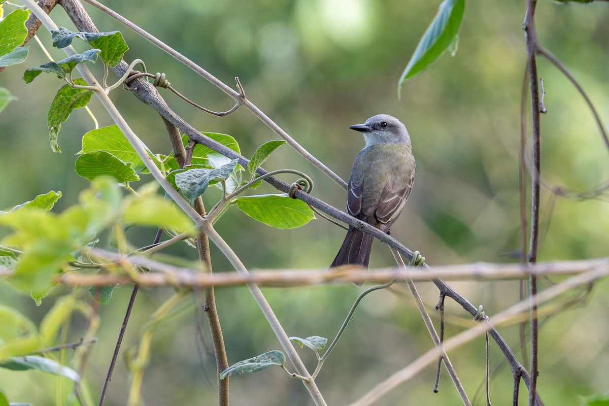 オリーブタイランチョウ - ML645589555