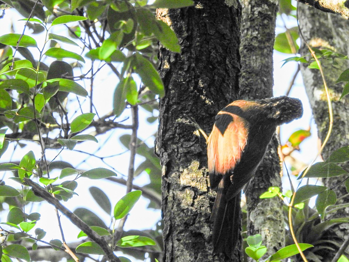 コバシオニキバシリ - ML645589558