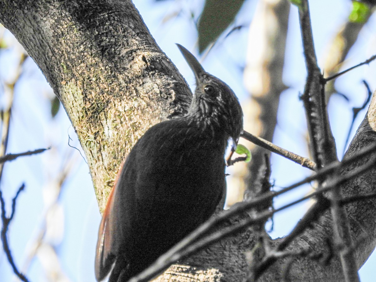 コバシオニキバシリ - ML645589559