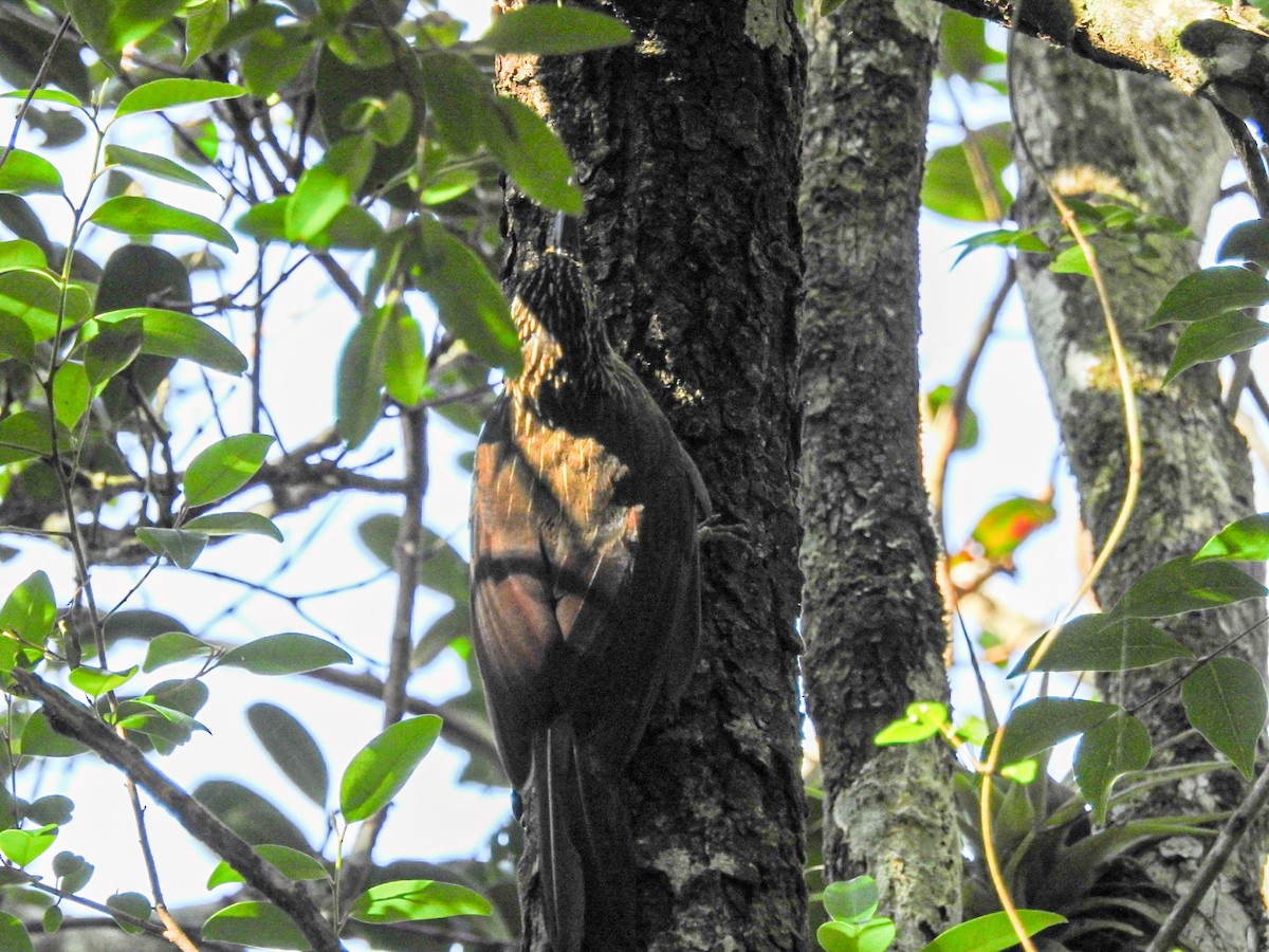 コバシオニキバシリ - ML645589560