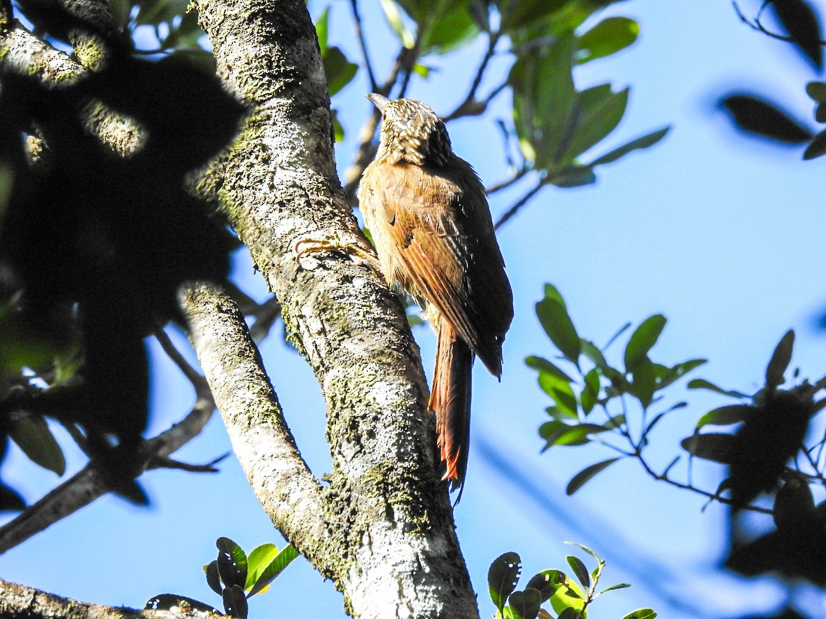 コバシオニキバシリ - ML645589561