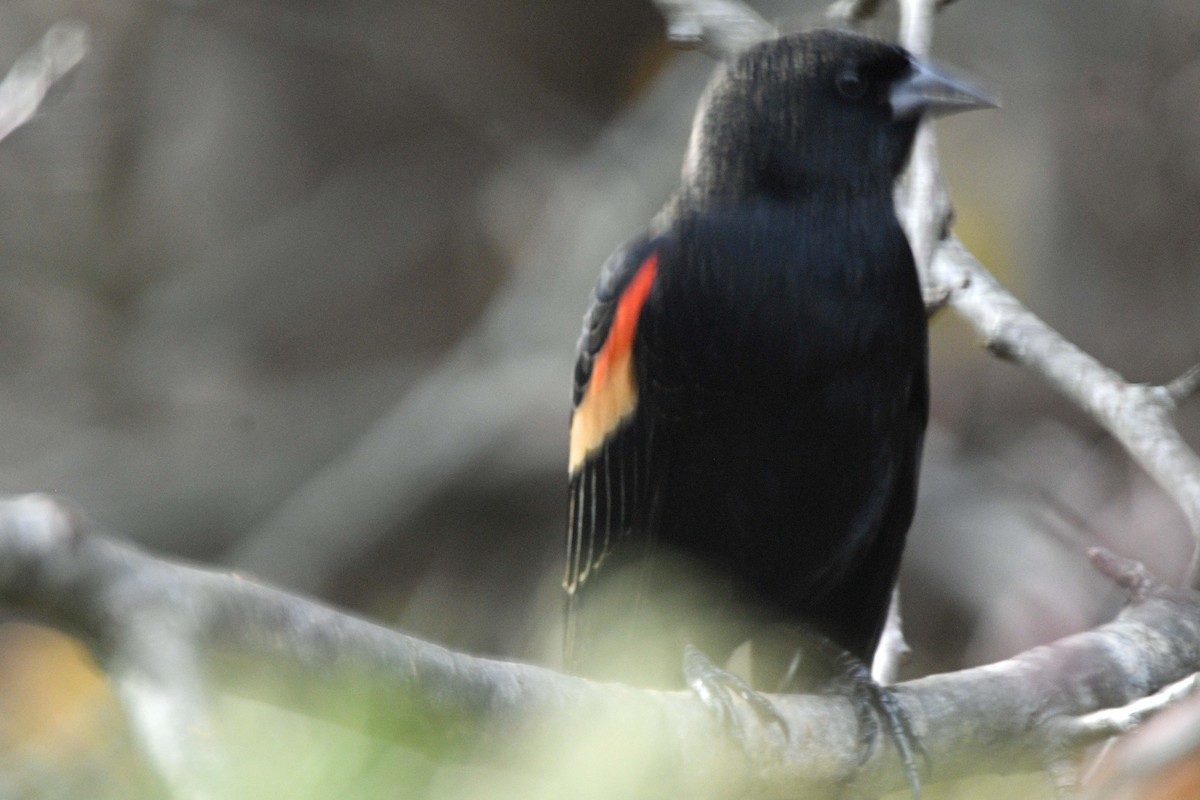 ハゴロモガラス - ML645589562