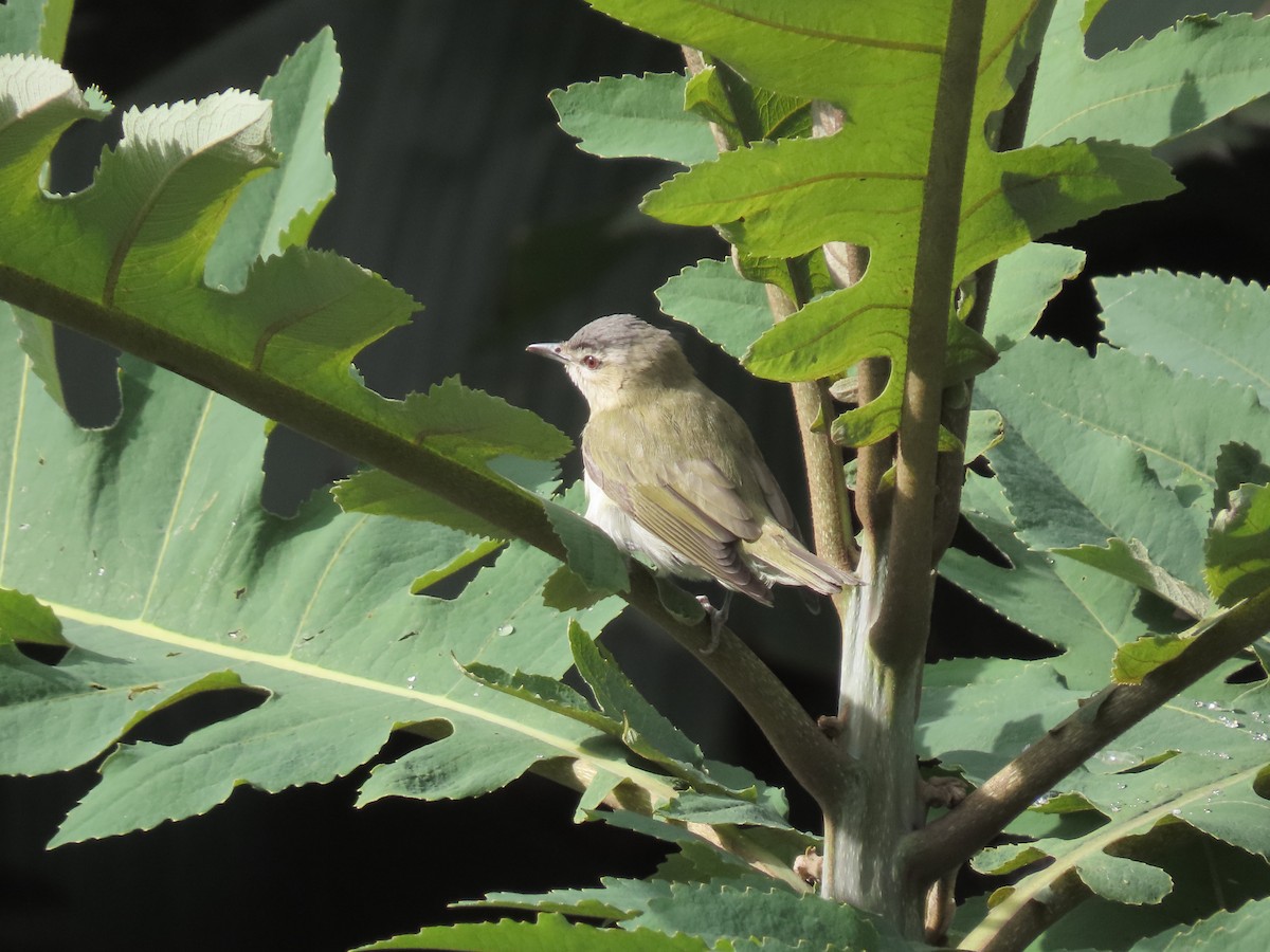 アカメモズモドキ - ML645589563