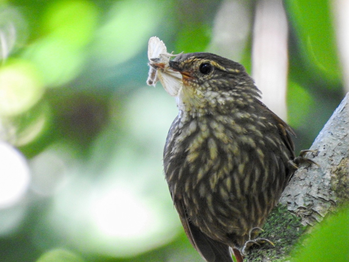 キマユカマドドリ - ML645589576