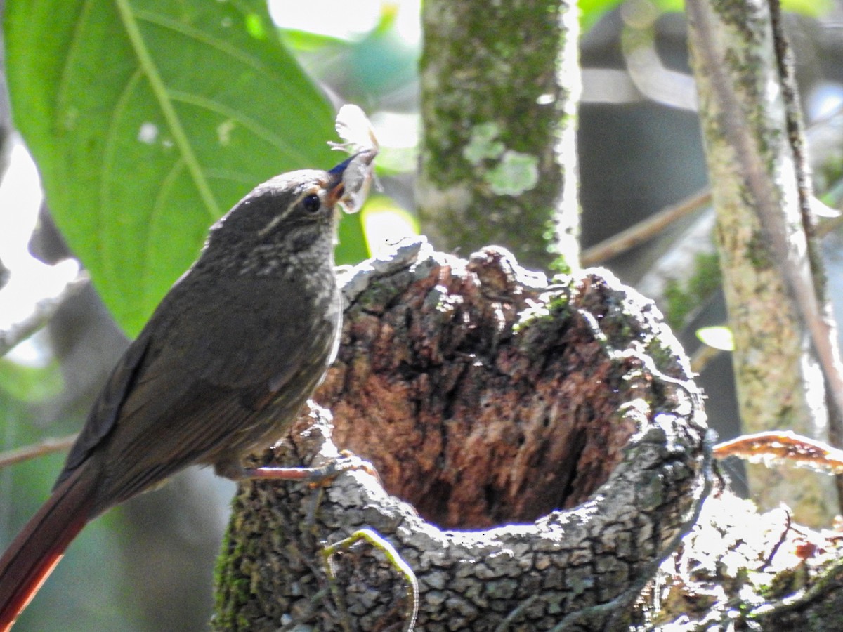 キマユカマドドリ - ML645589577