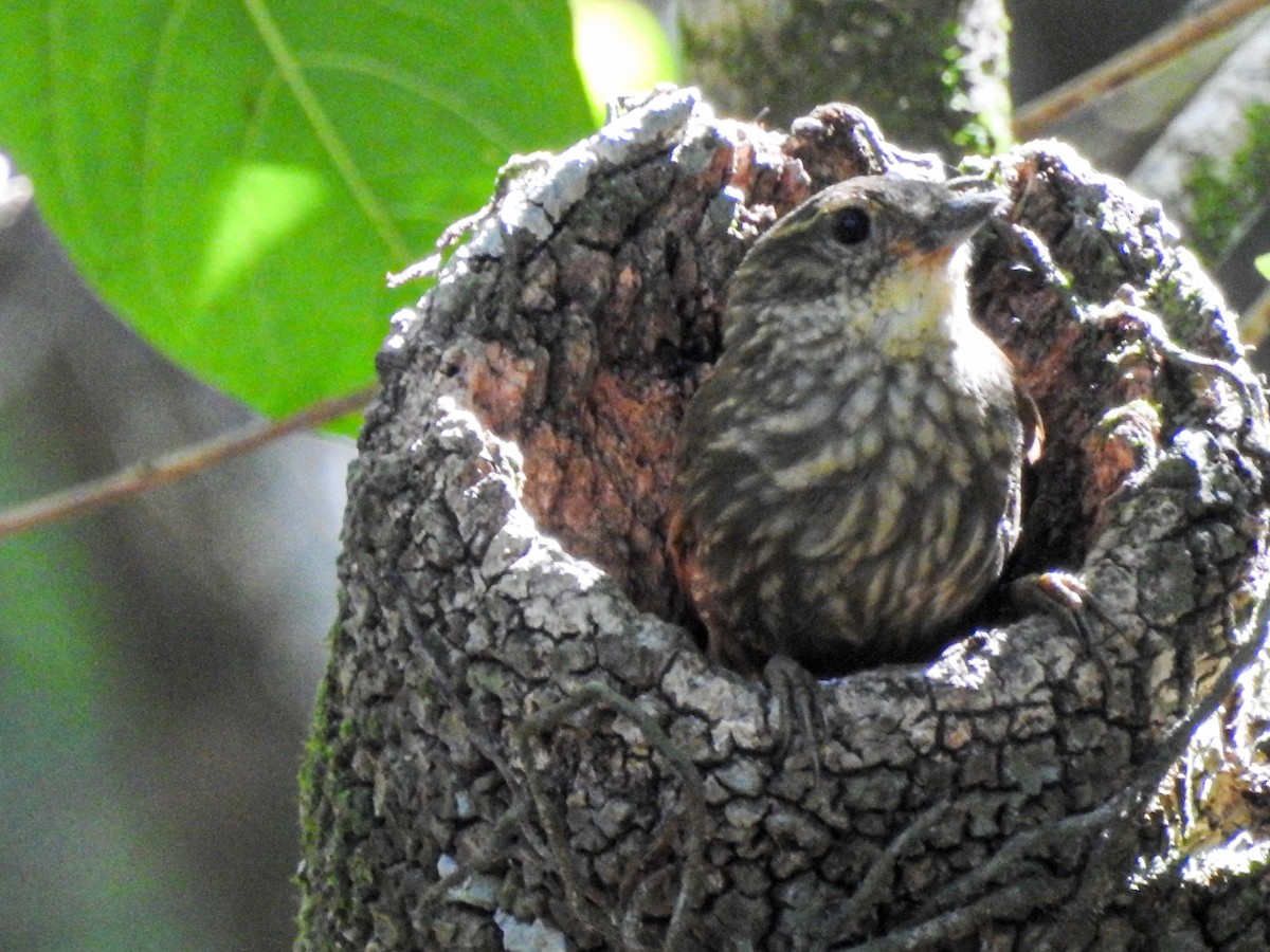 キマユカマドドリ - ML645589578