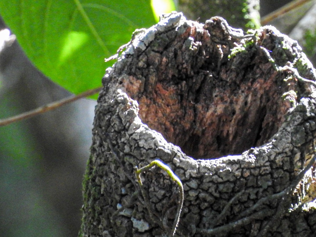 キマユカマドドリ - ML645589579