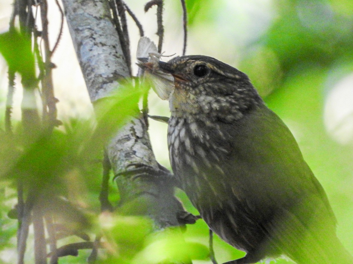 キマユカマドドリ - ML645589580