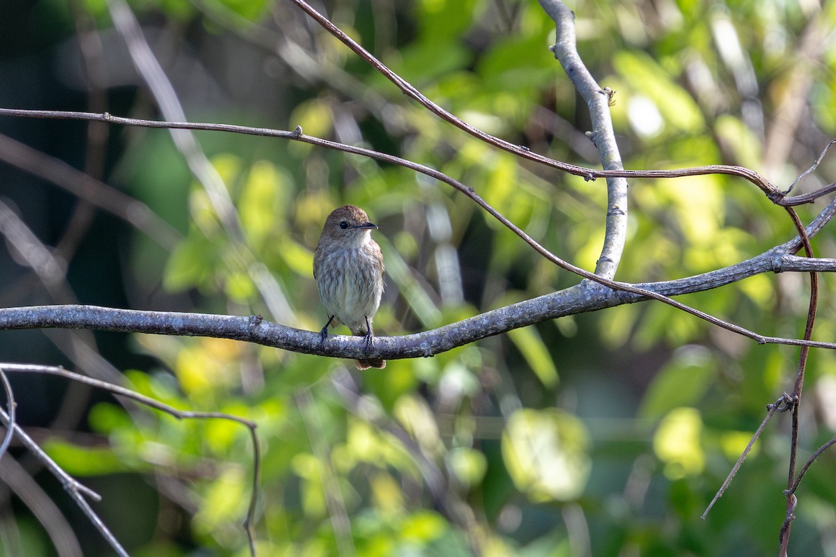 フタスジハエトリ - ML645589581