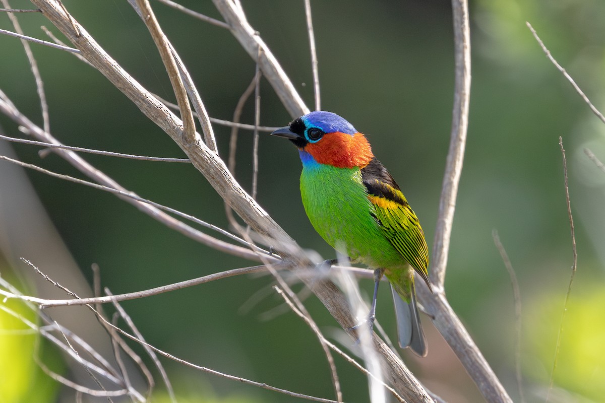 エリアカフウキンチョウ - ML645589582