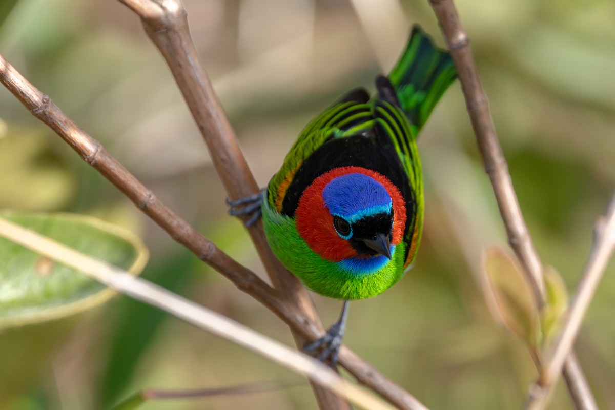 エリアカフウキンチョウ - ML645589583