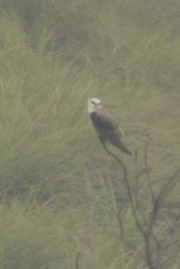 カタグロトビ - ML645589584