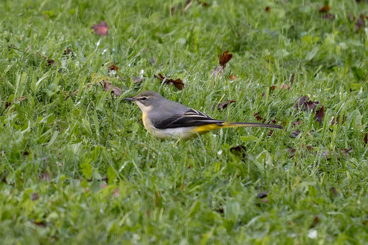 キセキレイ - ML645589585