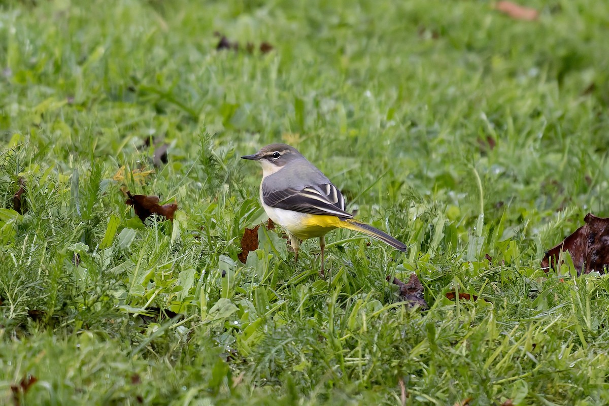 キセキレイ - ML645589586