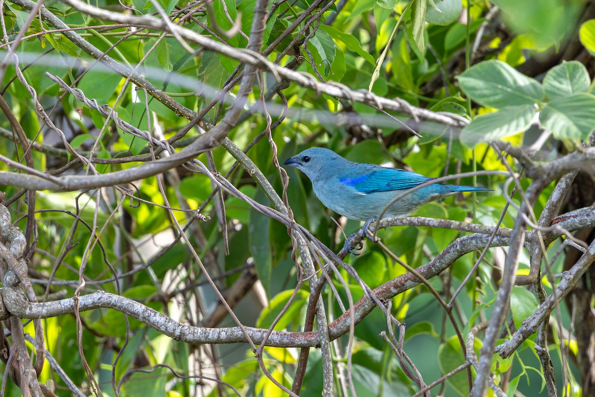 オオソライロフウキンチョウ - ML645589587