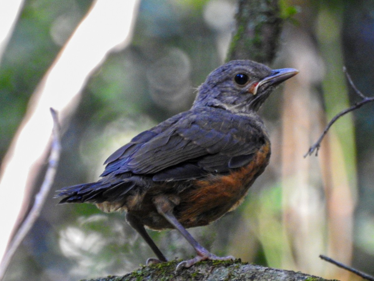 ナンベイコマツグミ - ML645589590