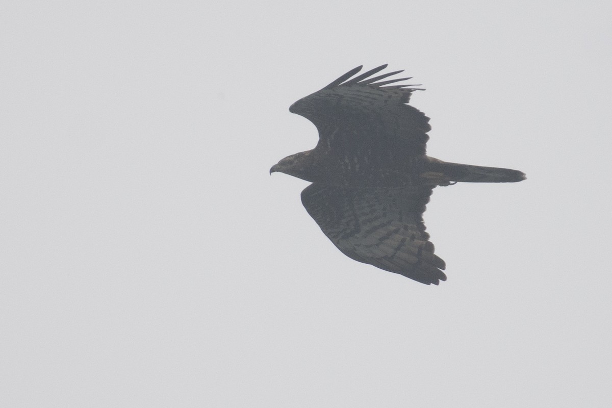 ハチクマ - ML645589591