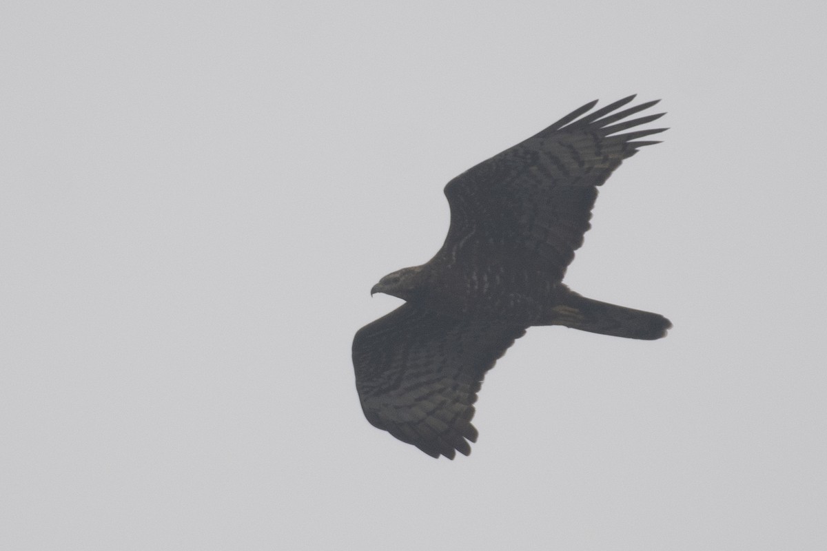 ハチクマ - ML645589592