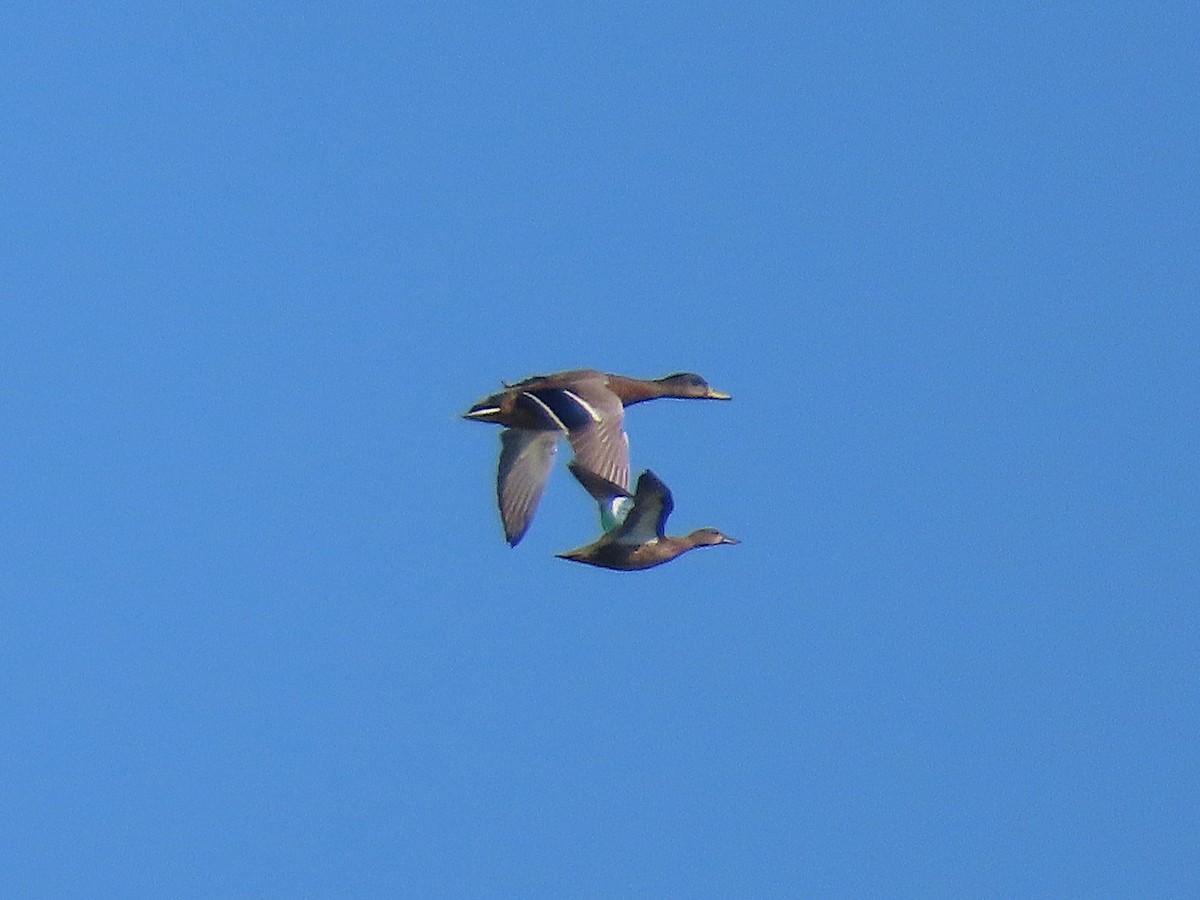 Blue-winged Teal - ML645589614