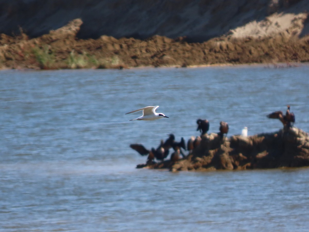 Forster's Tern - ML645589621