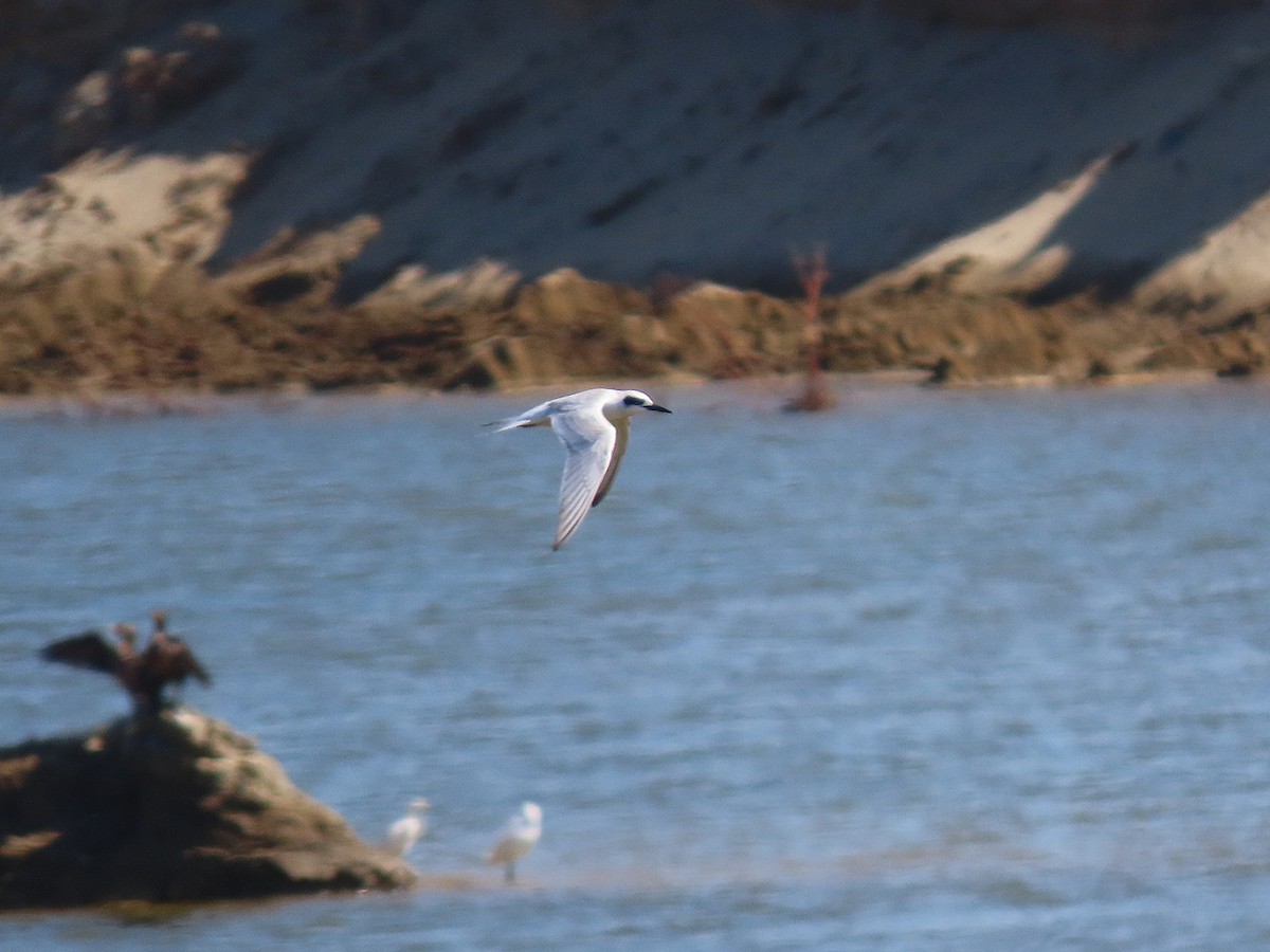 Forster's Tern - ML645589622