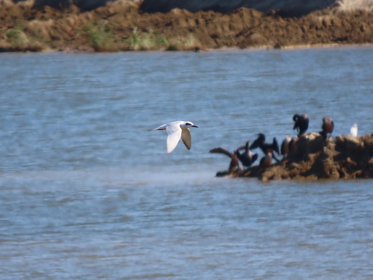 Forster's Tern - ML645589623