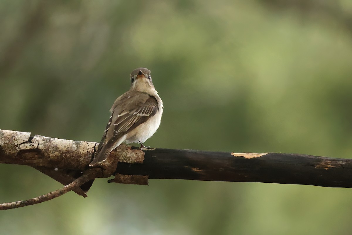 Asian Brown Flycatcher - ML645589631
